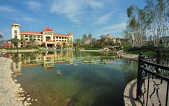 嫩叶草满18点此进