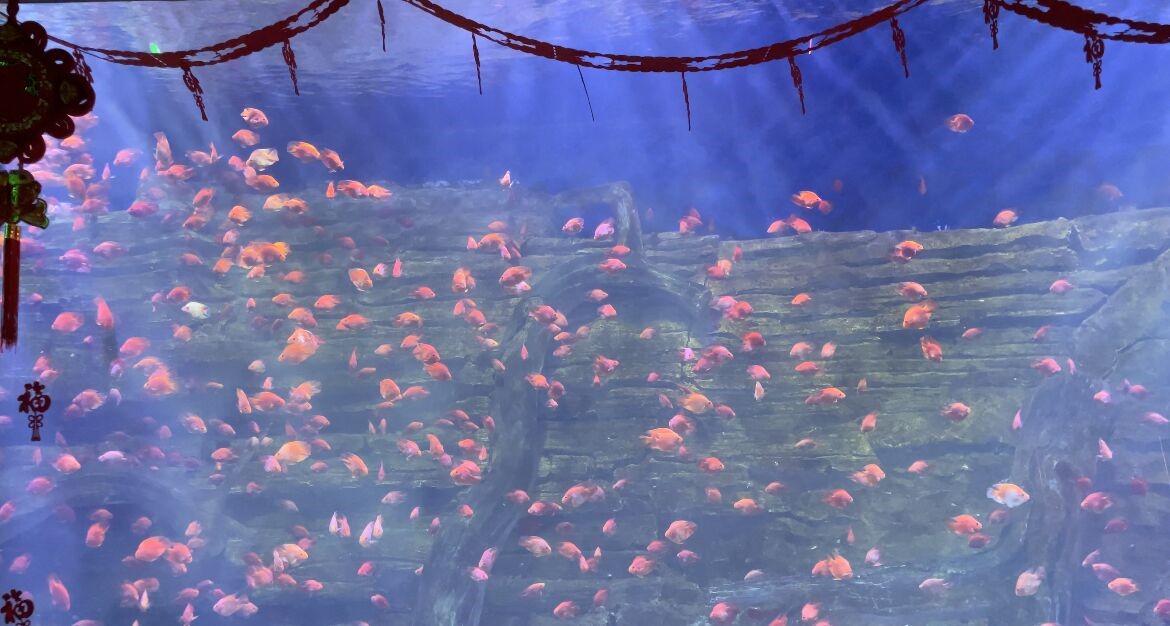 嫩叶草满18点此进