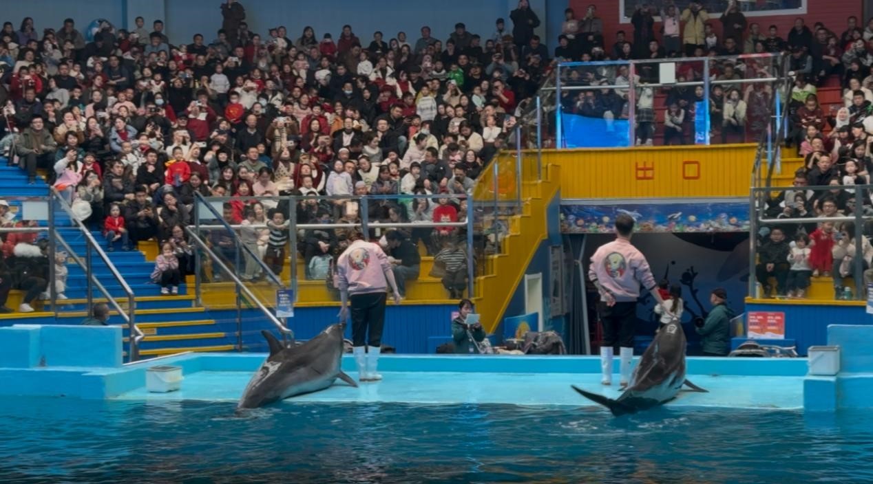 嫩叶草满18点此进